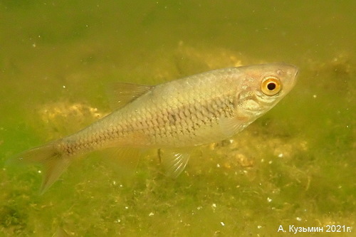 Black Sea Chub