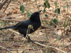 Laniarius funebris