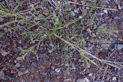Lepidium englerianum