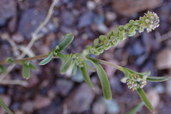Lepidium englerianum