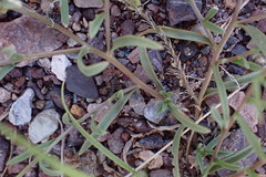 Lepidium englerianum
