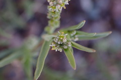 Lepidium englerianum