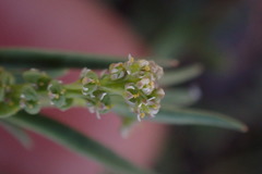 Lepidium englerianum
