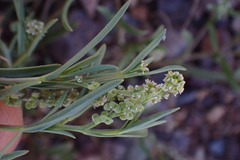 Lepidium englerianum