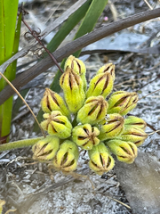 Haemodoraceae
