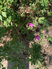 Rhododendron pulchrum phoeniceum