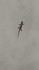 Hemidactylus platyurus