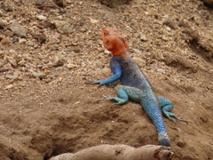 Agama dodomae