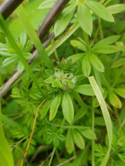 Dasineura aparines