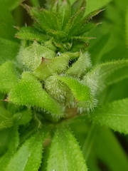 Dasineura aparines