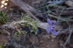 Aptosimum procumbens