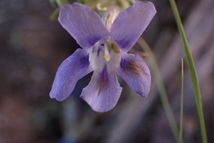 Aptosimum procumbens