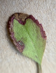 Phytomyza crassiseta