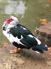 Cairina moschata domestica
