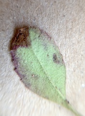 Phytomyza crassiseta