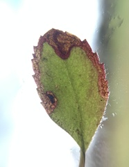 Phytomyza crassiseta