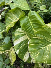 Epipremnum aureum image