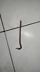 Lumbricus terrestris