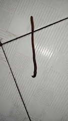 Lumbricus terrestris
