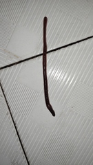 Lumbricus terrestris