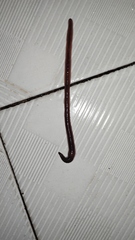 Lumbricus terrestris