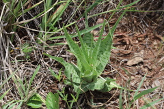 Ledebouria inquinata