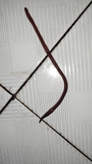 Lumbricus terrestris