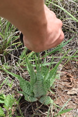 Ledebouria inquinata