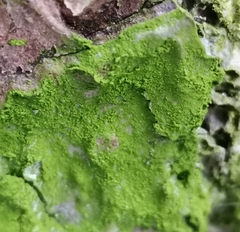 Desmococcus olivaceus