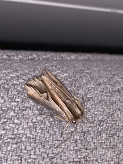 Actinotia intermediata