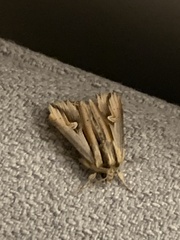 Actinotia intermediata