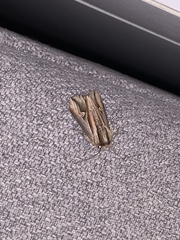 Actinotia intermediata