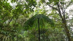 Cyatheaceae