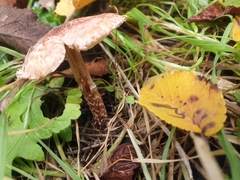 Lepiota brunneoincarnata