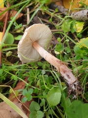 Lepiota brunneoincarnata