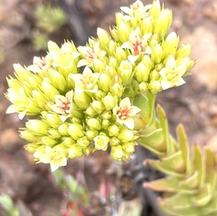 Crassula flava