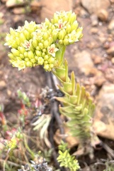 Crassula flava