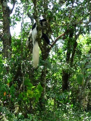 Colobus caudatus
