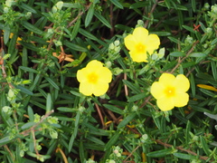 Hibbertia pedunculata
