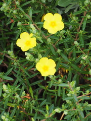 Hibbertia pedunculata