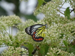 Delias hyparete luzonensis