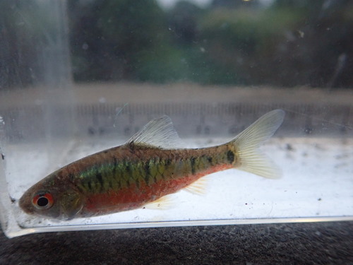 Barbel (Barbodes semifasciolatus) — Cyprinidae — 2