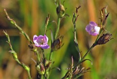 Agalinis communis