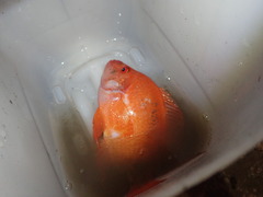 Amphilophus citrinellus