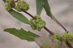 Chenopodium acerifolium