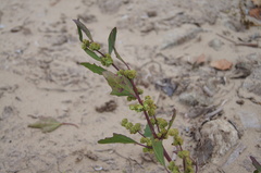 Chenopodium acerifolium
