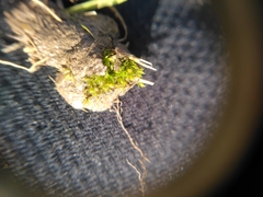 Tortula protobryoides