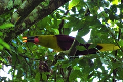 Psarocolius bifasciatus