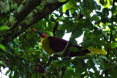 Psarocolius bifasciatus