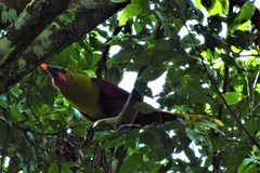 Psarocolius bifasciatus